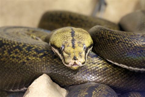 March's Featured Animal: the Reticulated Python