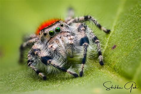 Phidippus Adumbratus Jumping Spider Poisonous Spiders Arachnids