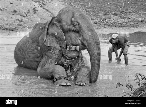 Elefanten kaziranga nationalpark Schwarzweiß Stockfotos und bilder Alamy