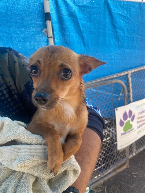 Sugar Small Female Chihuahua X Terrier Mix Dog In Nt Petrescue