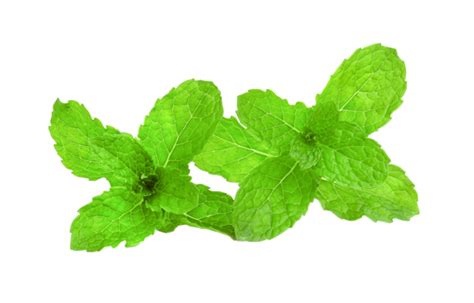 Mint Leaf On White Background Mint Fresh Spearmint Plant Png