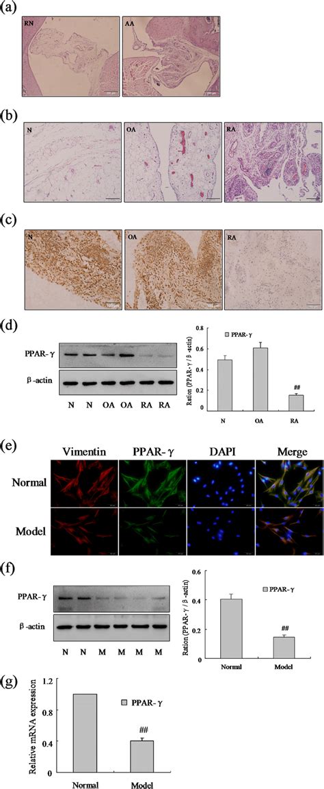 The Expression Of Ppar Was Down Regulated In Ra Flss A