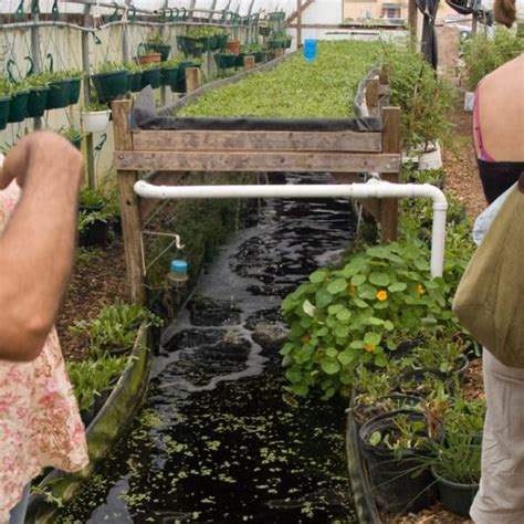 Aquaponics 101 Quick And Easy Aquaponic Systems Full Guide