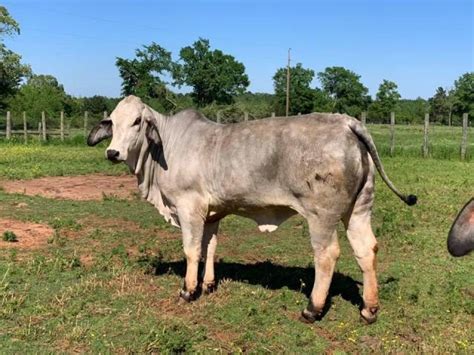 Bonsmarabrahman And Nguni Cattle For Sale Umtata Cape Town Classifieds