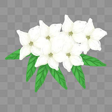 Aquarela De Jasmim Branco Png Jasmim Plantar Elegante Imagem Png E