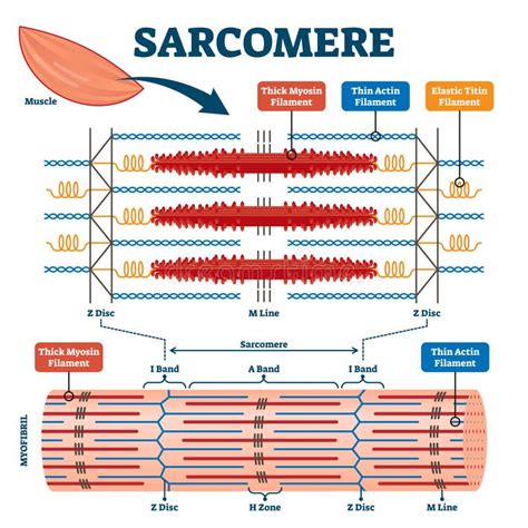 Sarcomere Stock Illustrations – 85 Sarcomere Stock Illustrations ...