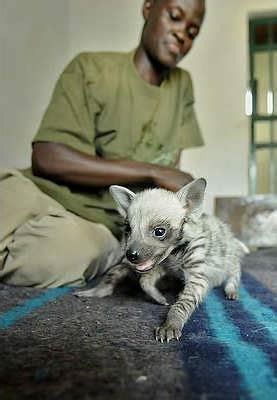 Who Knew Striped Hyena Cubs Were Just About The Cutest Thing Ever?