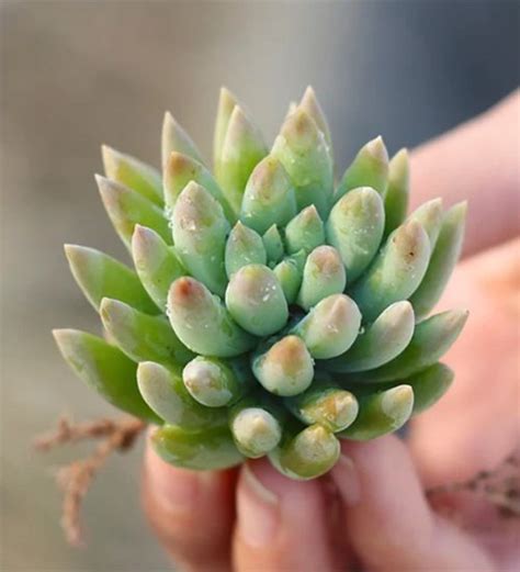 Sedeveria Harry Butterfield Succulent Guide