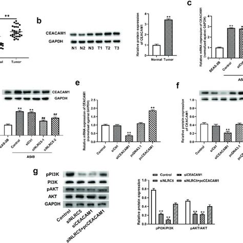 Nlrc5 Activated Pi3kakt Signaling Pathway By Regulating Ceacam1 A Download Scientific