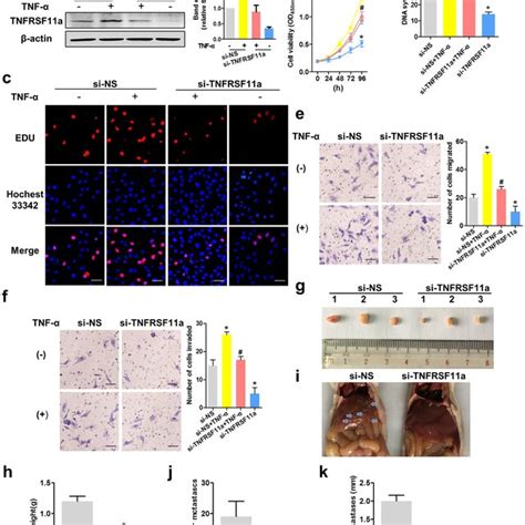 Tumour Necrosis Factor Tnf Induced Tnfrsf A Mediated Cervical