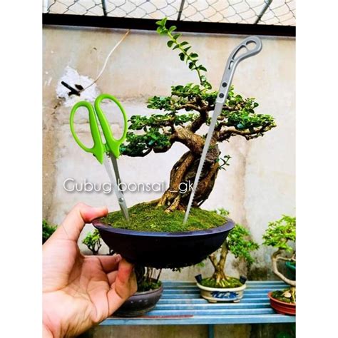 Jual Paket Alat Bonsai Gergaji Dan Gunting Pruning Shopee Indonesia