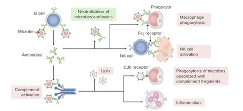 Humorale Adaptive Immunantwort B Zellen Lecturio