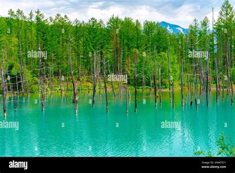 Blue Pond Aoiike With Reflection Biei Town Hokkaido Japan Stock