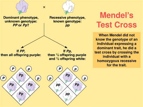 Ppt Mendel And The Gene Idea Powerpoint Presentation Free Download