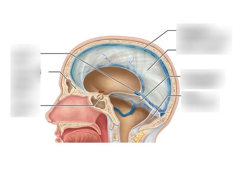 Diagram Of Meninges Quizlet