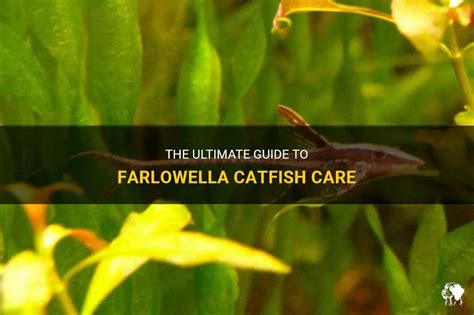 The Ultimate Guide To Farlowella Catfish Care Petshun