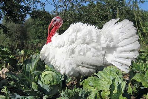 Pavo Blanco De Pecho Ancho Gallinas Ponedoras