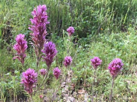 A Few Sierra Foothills Photos Natural History Wanderings