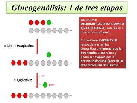 Diapositivas De Metabolismo De Carbohidratos P Gina Web De