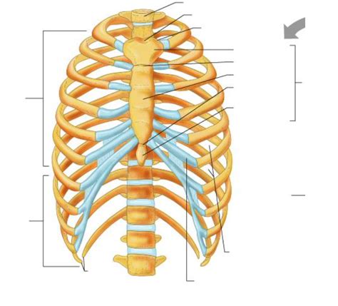 Anatomy Physiology Axial System Labeling 10 29 21 Diagram 2 Thoracic Cage Diagram Quizlet