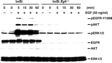 Activation Of Egfr And Erbb By Helicobacter Pylori Results In Survival