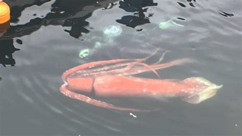 A Giant Squid Visits A Japanese Harbor Smithsonian