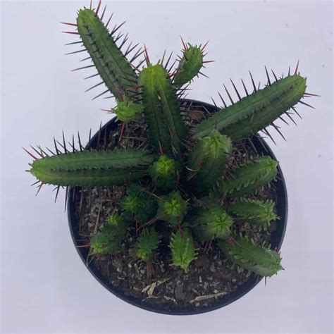 Pincushion Euphorbia Euphorbia Enopla Spurge Cluster Cactus Euphorbia Pulvinata Ferox Rare