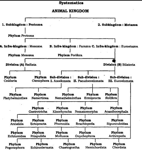 With The Help Of Flow Chart Depict Five Kingdoms Classification Brainly In Fuse Box Diagram For