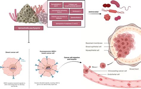 Frontiers Anticancer Potential Of Spirastrella Pachyspira Marine