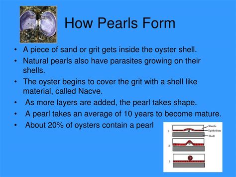 Ppt Pearl Diving Powerpoint Presentation Free Download Id3548187