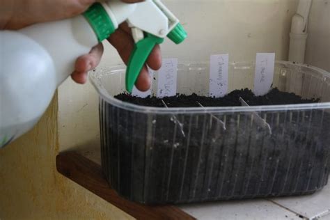 Le Semis Des Tomates Et Leur Repiquage Semis Potager Tomates Jardin