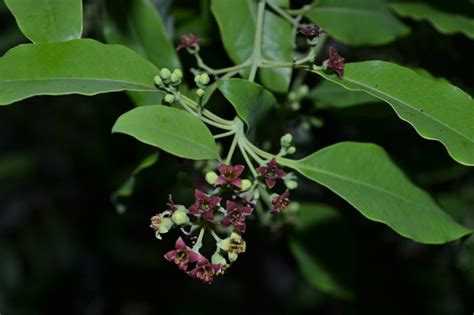 Santalum Album Eflora Of India