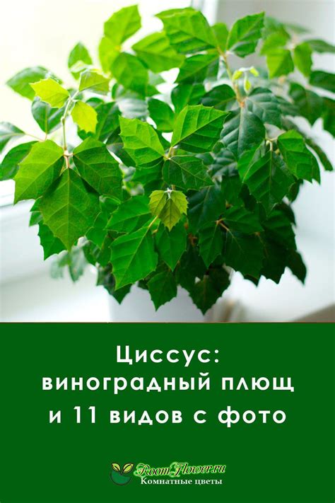 Циссус: уход в домашних условиях с фото | Комнатное садоводство ...