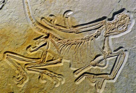 Oldest known fossil in feathered dinosaur genus discovered - Earth.com