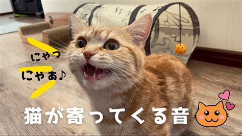 Tiktokで話題の猫が寄ってくる音を聞かせてみた結果がこちらです！ Youtube