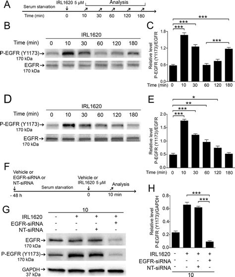 Effects Of Irl1620 On Y1173 Egfr Phosphorylation And Egfr Sirna On