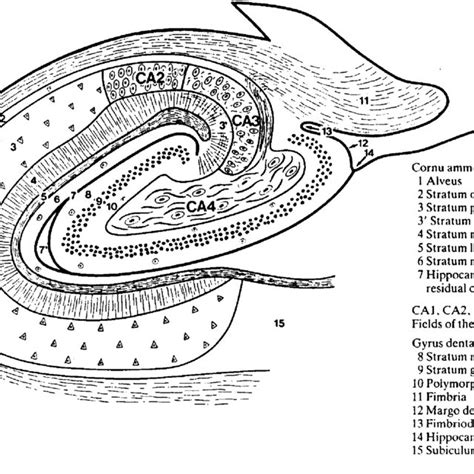 Hippocampal Morphology And Cytoarchitecture A Diagram Of A Transverse Download Scientific