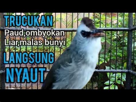 Trucukan Ombyokan Paud Liar Malas Bunyi Seketika Nyaut Dengar Pancingan