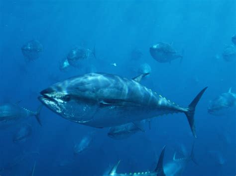 Bluefin Tuna | Species | WWF