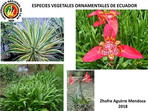 Plantas Ornamentales Del Ecuador Con Sus Nombres Get Images Images And Photos Finder