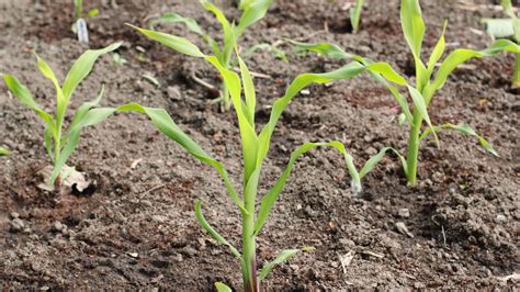 How To Grow Sweet Corn A Guide To Planting Corn On The Cob GardeningEtc