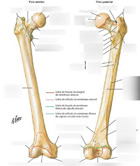 Diagrama para Fêmur Quizlet