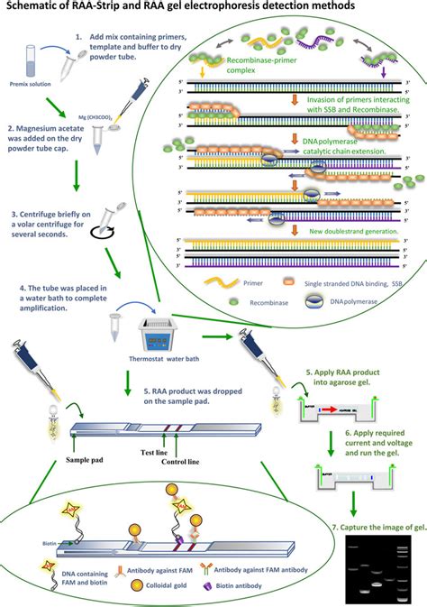 Frontiers Development And Application Of Raa Nucleic Acid Test Strip