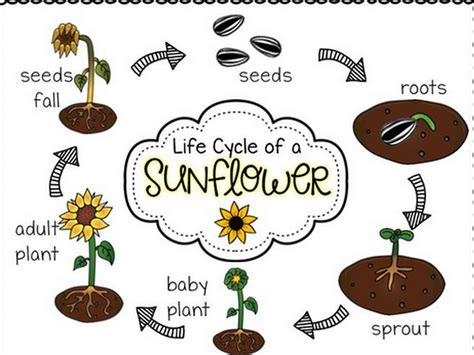 Seed Life Cycle Of Plants