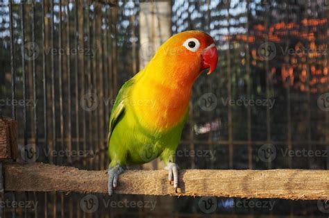 Lovebird in the bird cage 14199484 Stock Photo at Vecteezy