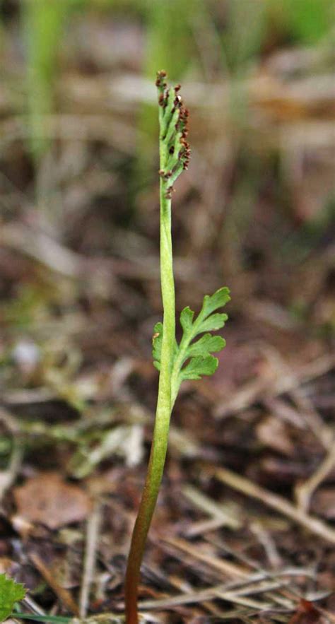 Botrychium Matricariifolium A Braun Ex D Ll W D J Koch Portale