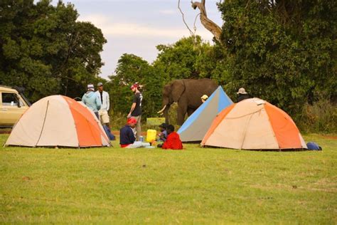 Tarangire Serengeti Ngorongoro 4 Day Camping Safari GetYourGuide