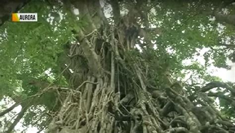 Malaking Puno Ng Balete Sa Aurora Hitik Sa Kuwento Ng Kababalaghan