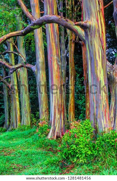 Usa Hawaii Maui Rainbow Eucalyptus Trees Stock Photo (Edit Now) 1281481456