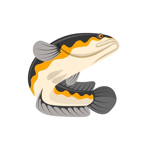 vector illustration  snakehead fish  channa fish isolated